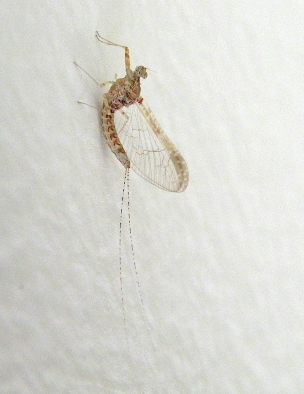 Effimera olimpionica